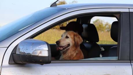 Flirt The Golden Retriverjpg