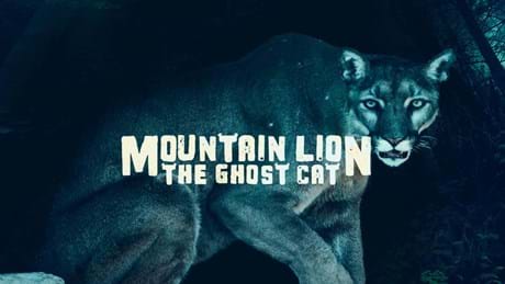 Mountain Lion The Ghost Cat Title