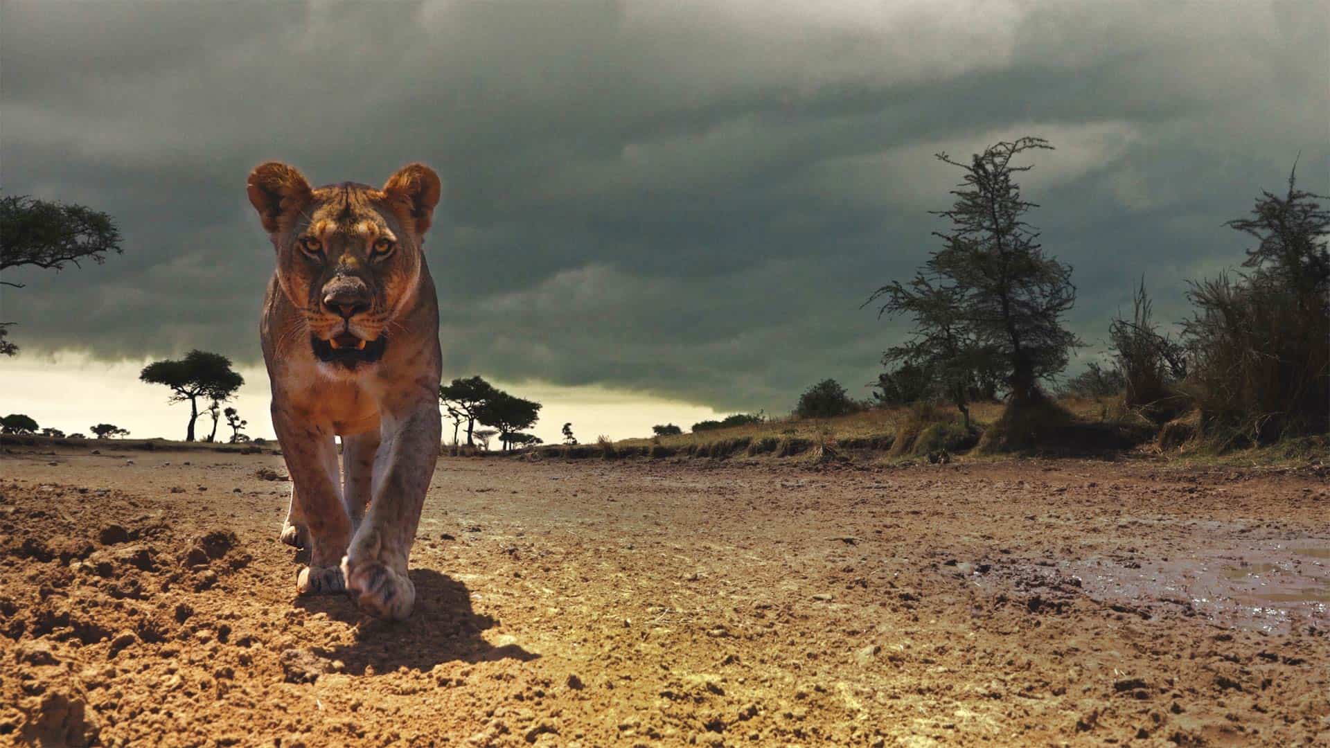 Watch BBC Earth's Serengeti season 2 on DStv