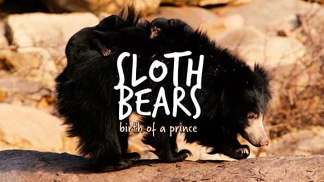 Sloth Bears Birth Of A Prince
