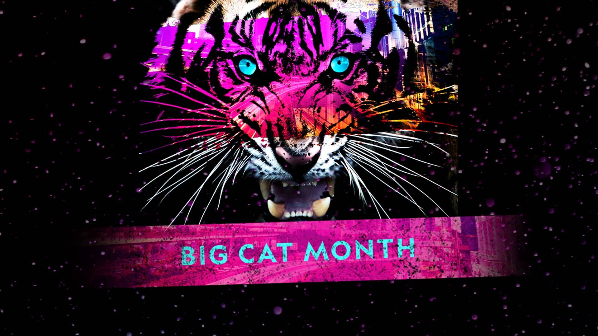 Filmmakers Dereck and Beverly Joubert kick off Big Cat Month on DStv