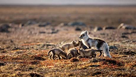 Perfect Planet The Sun 02 010 1