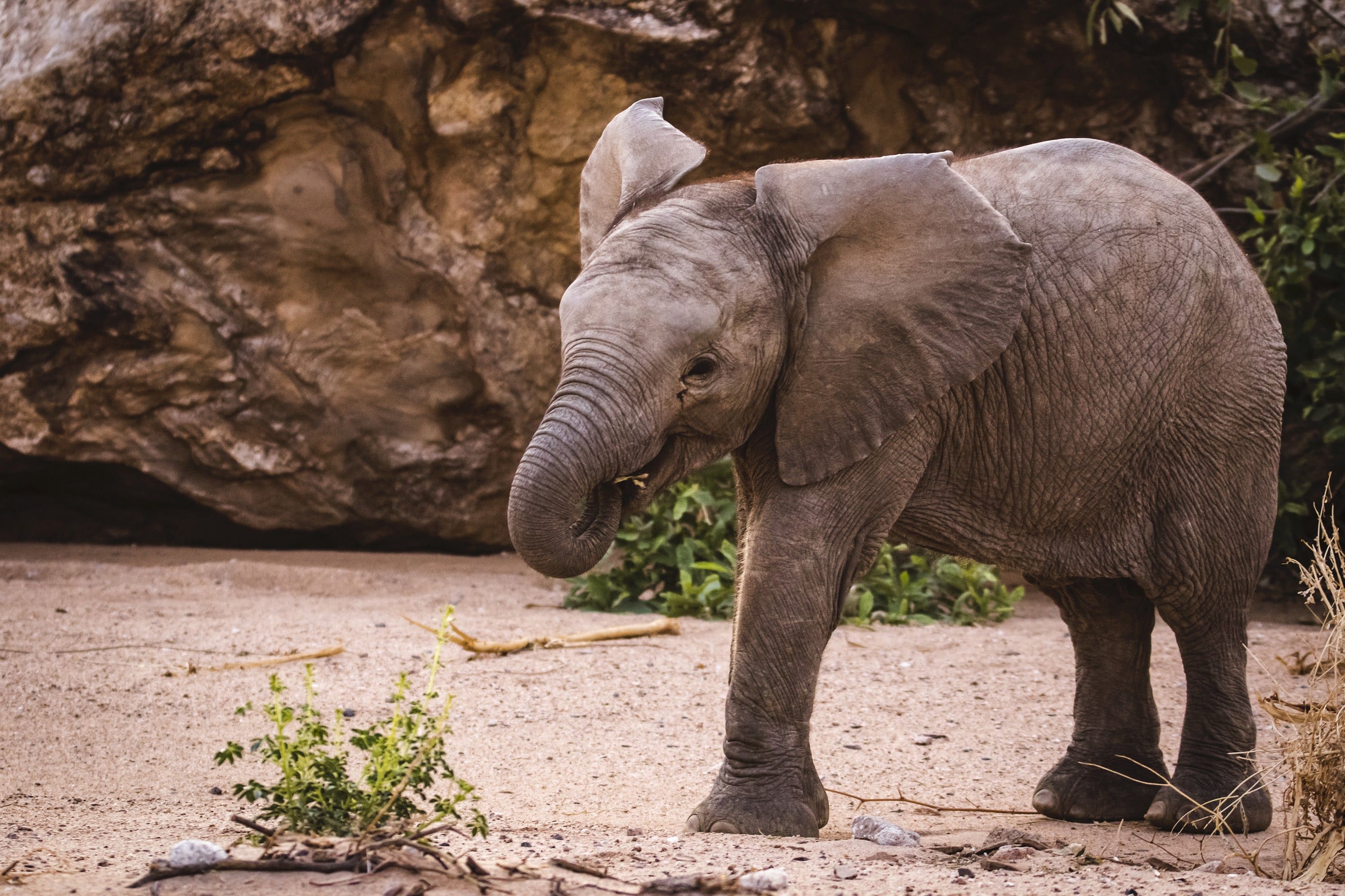 Nat Geo Wild Earth Day Special